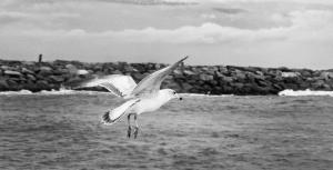 Seagull Wings Out Low Flying Black And White Beach Art